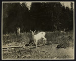 [Photograph of a deer] by Unknown