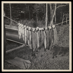 "The Catch" ca. 1950's by Unknown