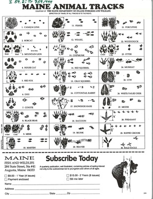 maine tracks animal fisheries wildlife identification sheet inland