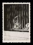 Caged Lion Photograph